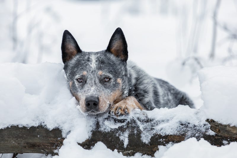 Australian cattle dog in the snow.