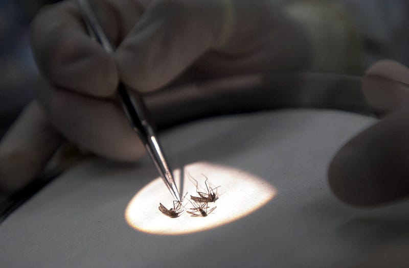 Bacteriologist Erik Devereaux tests mosquitos for the West Nile Virus July 28, 2000 at the State Lab in Boston, MA. 