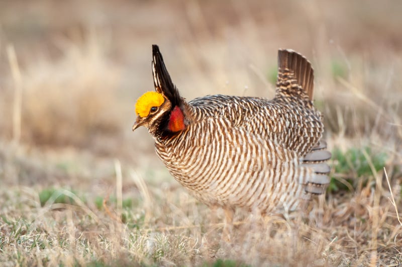 lesser prairie chicken