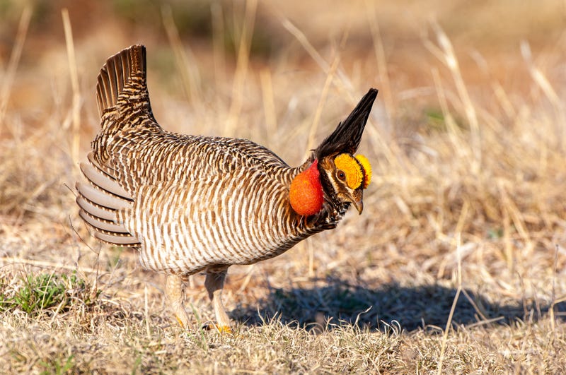 lesser prairie chicken