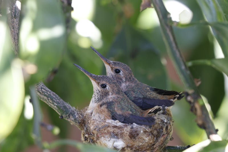 Hummingbirds in their nest