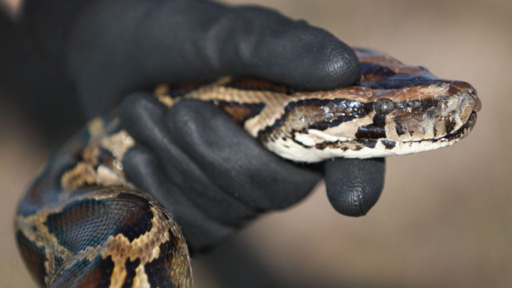 Man caught crossing US border with pythons in his pants