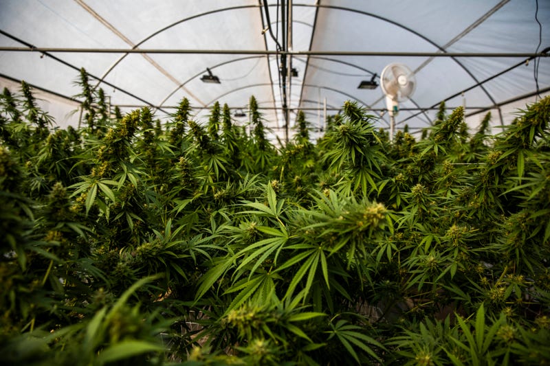 Cannabis Cultivation