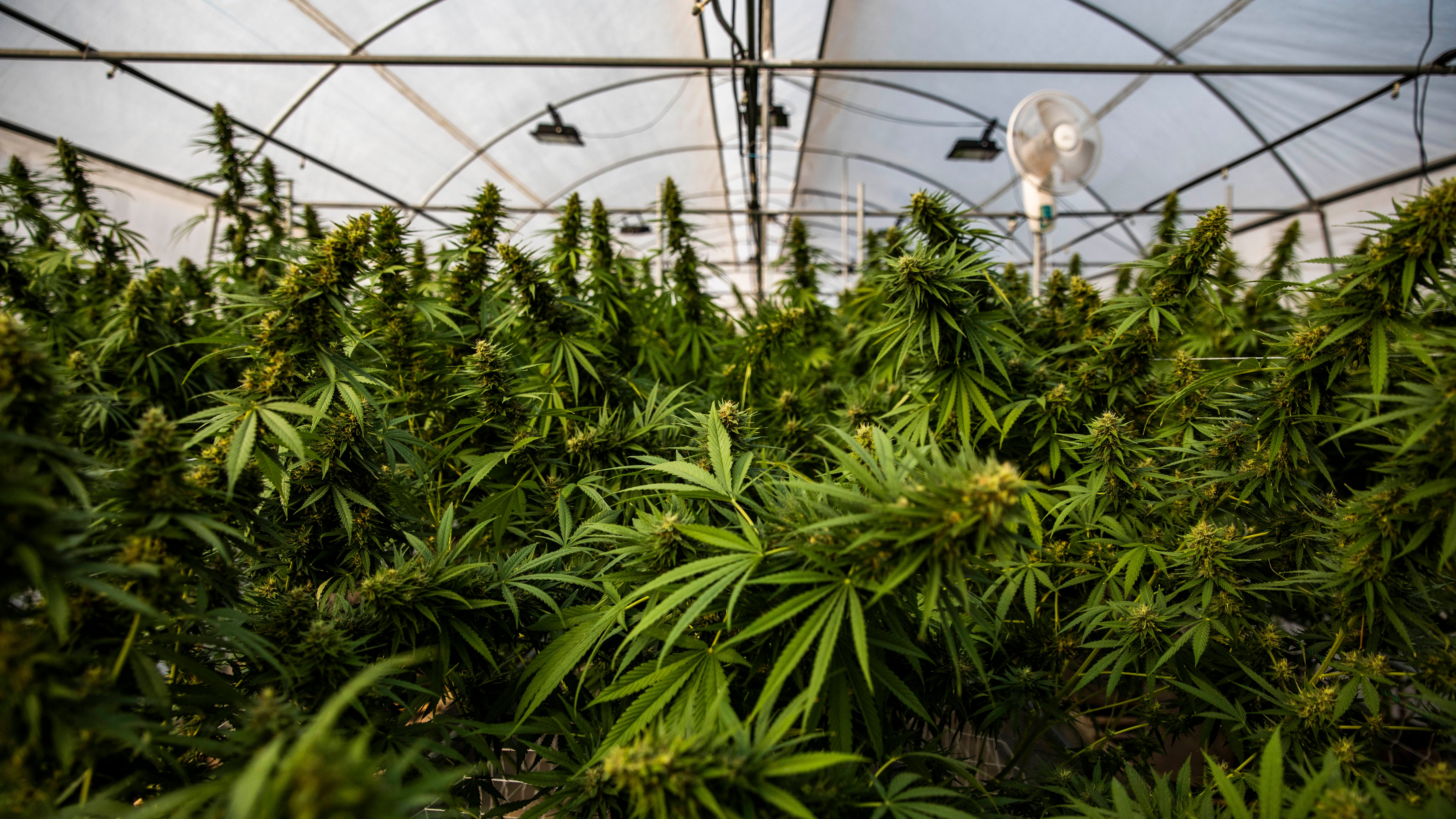 Feds nix NYC's public housing rooftop cannabis farm plan