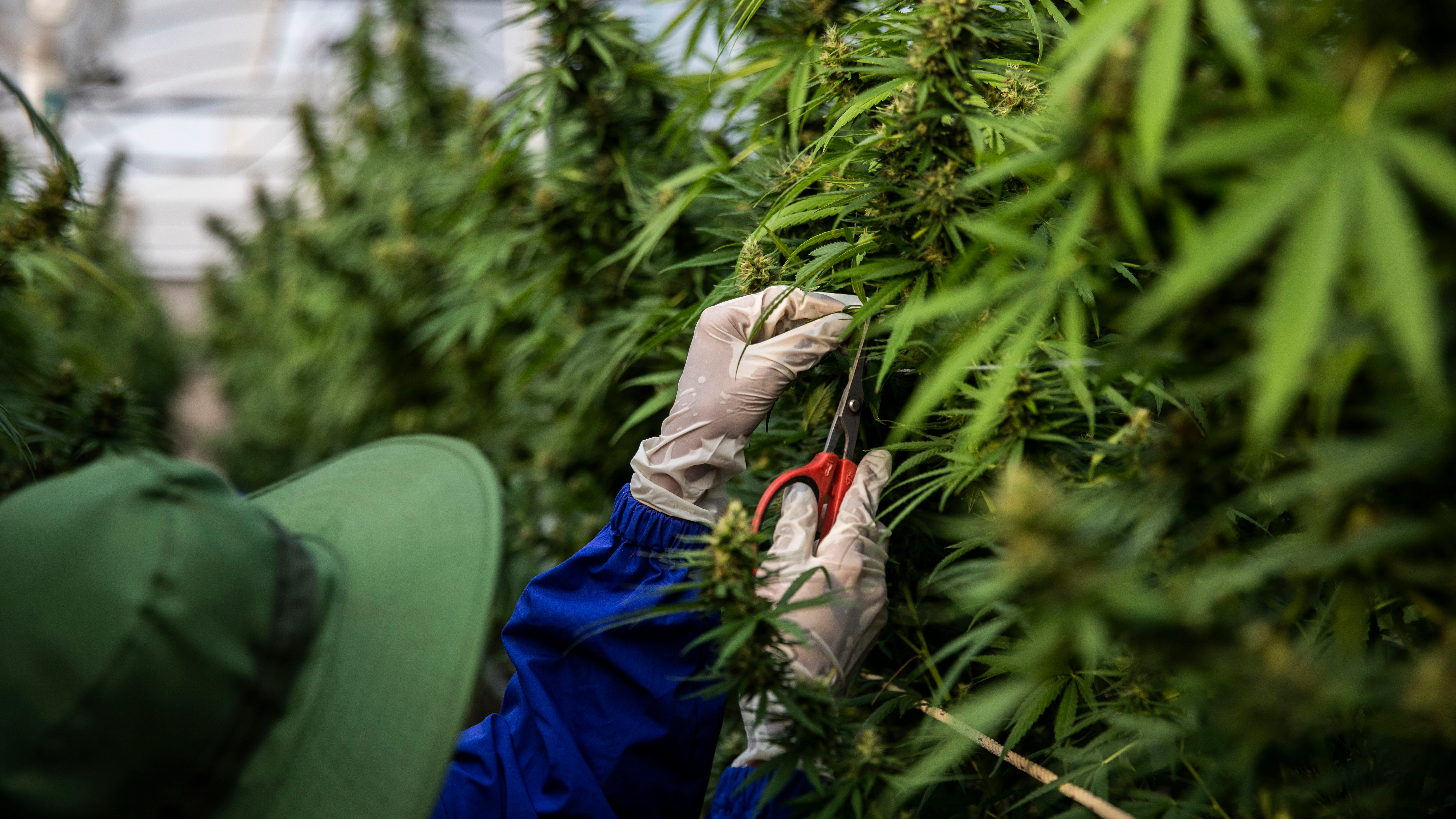 Industrial hemp: A deeper look into the stigma and its benefits