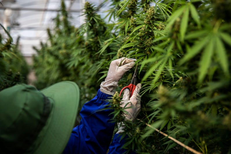 Thai medical marijuana farmer