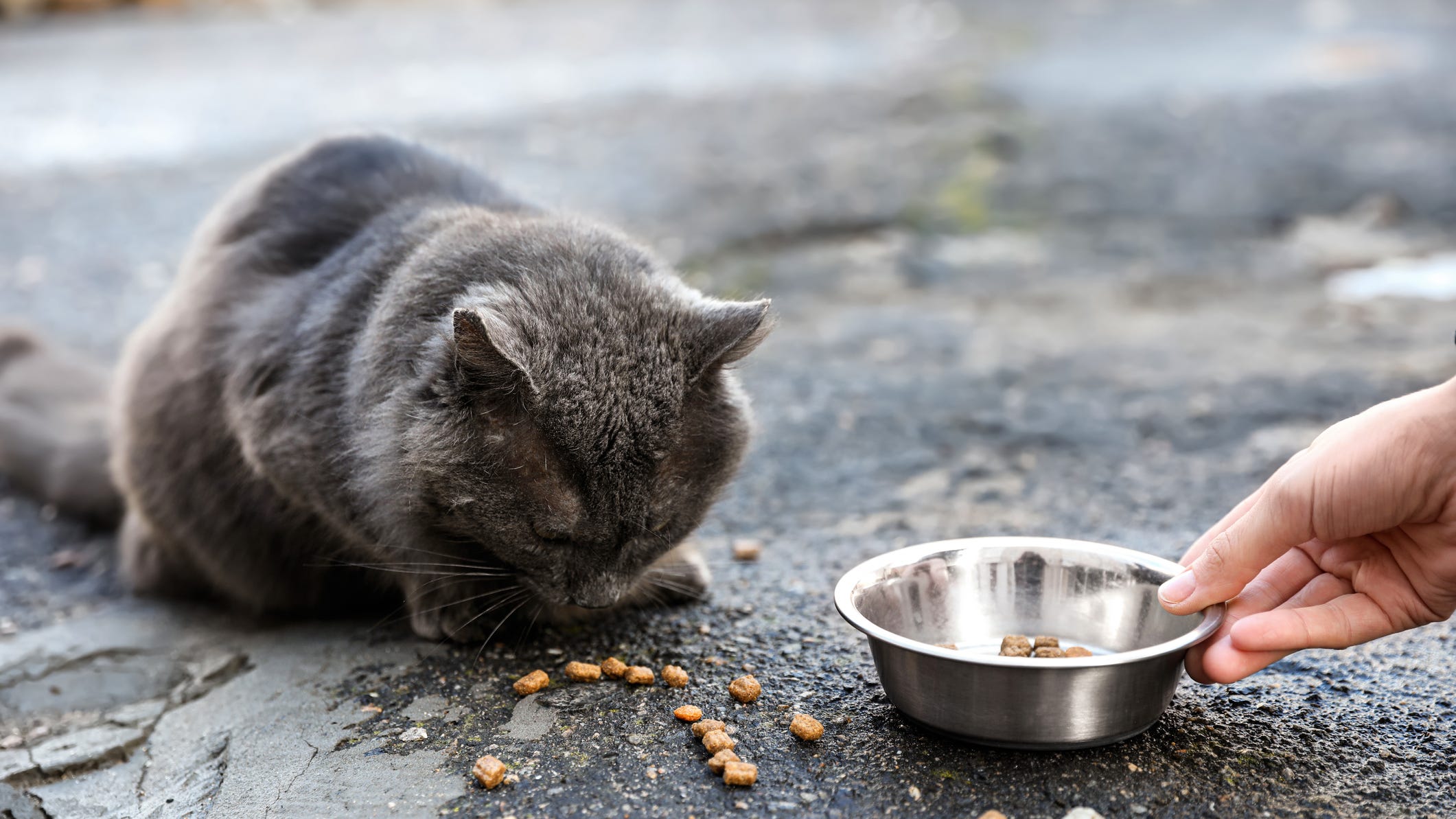 Women sentenced for feeding stray cats