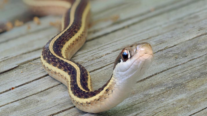 YouTuber builds legs for snake to walk