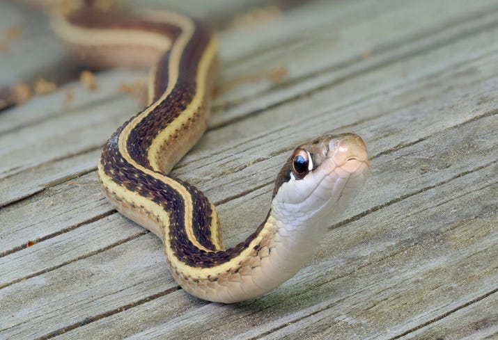 Close up photo of a snake.