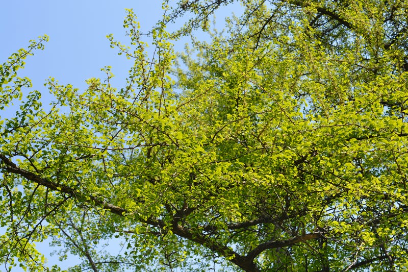 Plans to demolish memorial trees honoring Chicagoans axed after families raise concern