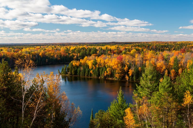 Fall colors in Michigan tree line