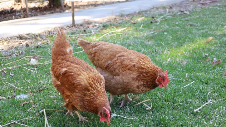 Plano city council approves backyard chickens