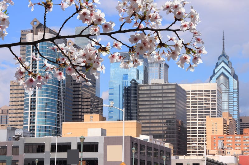 Cherry Blossoms in Philadelphia
