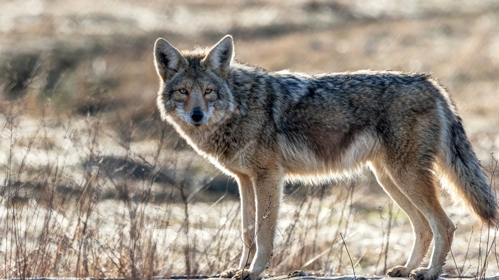 Mom to sue Huntington Beach because coyote bites daughter