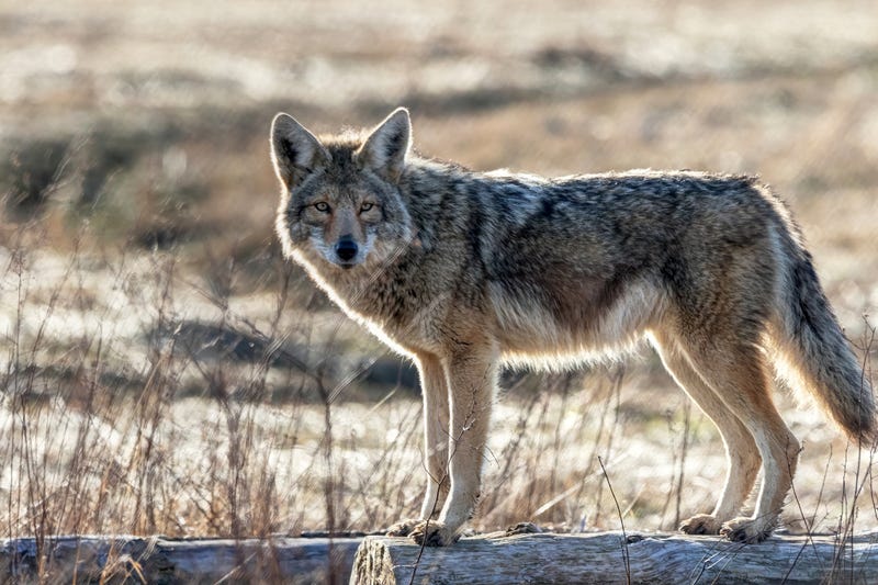 coyote on the beach