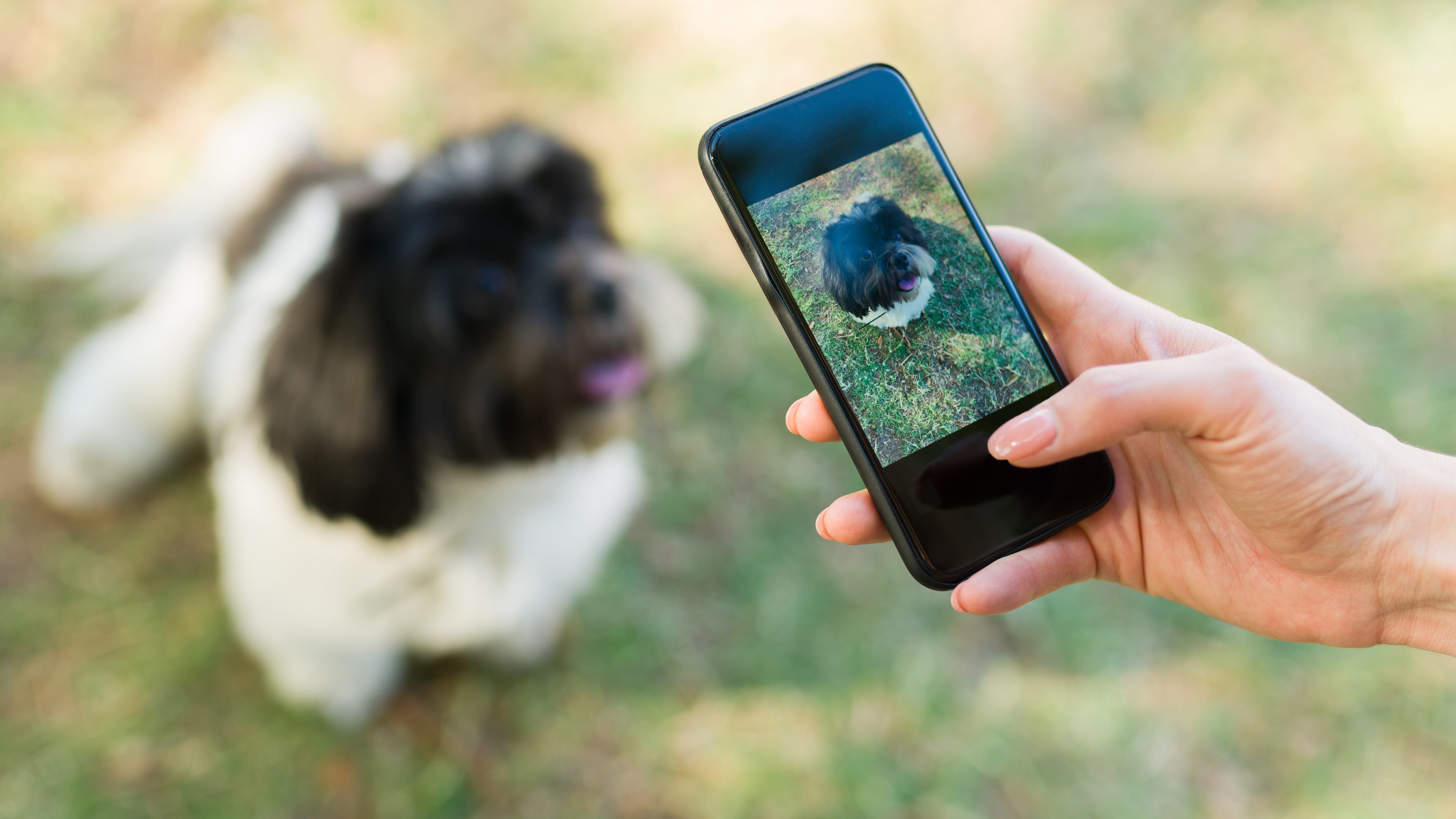 One-third of Americans have social media account for pets, study finds
