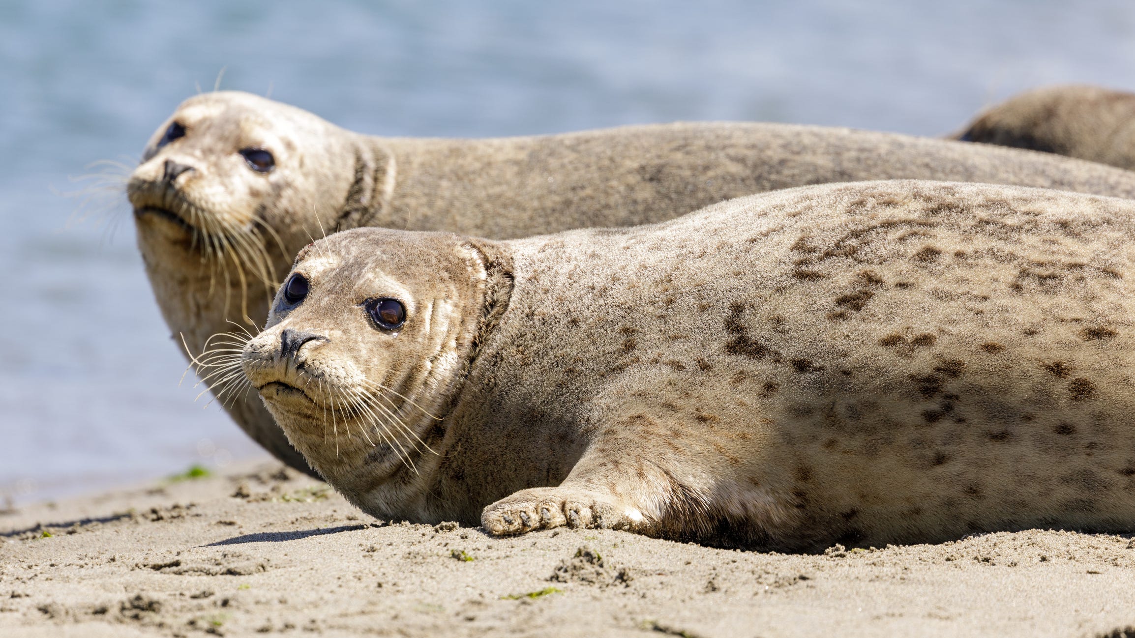 Man charged with 2 felonies, misdemeanor for attacking San Mateo marine reserve volunteer