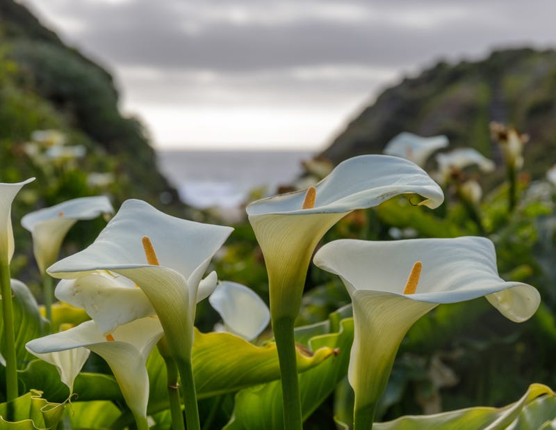 calla lilies by the ocean