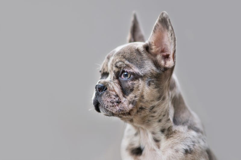  A dog was safely reunited with its owner and suspect is in custody days after the animal was stolen while out for a walk on Detroit's west side.