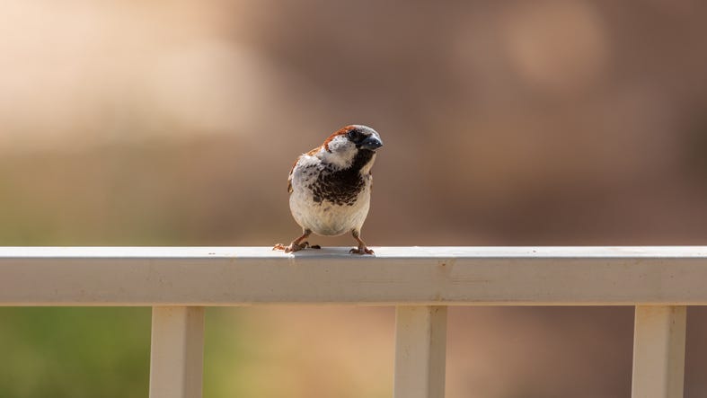 Sparrow