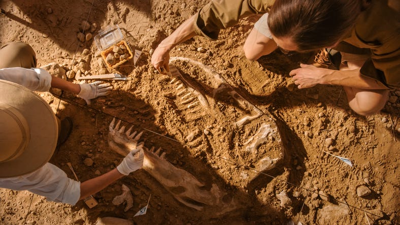 Dinosaur skeleton being unearthed. 