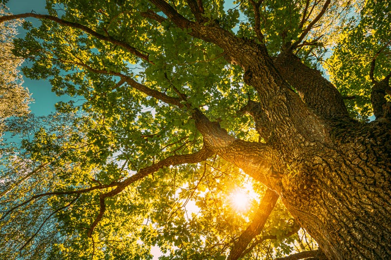 Oak tree stock photo. 