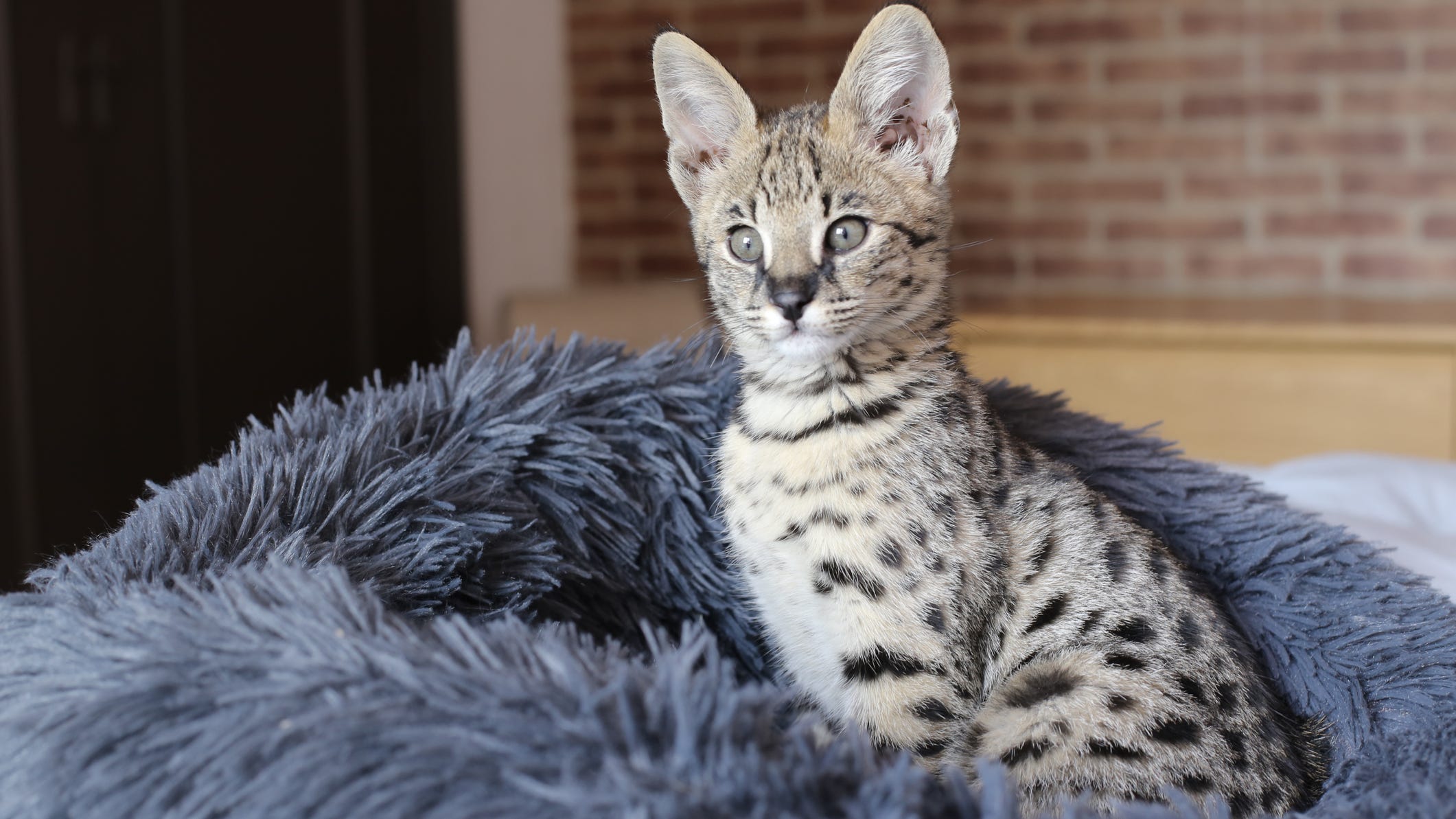 'Bobcat' that caused school evacuation turns out to be a missing house cat