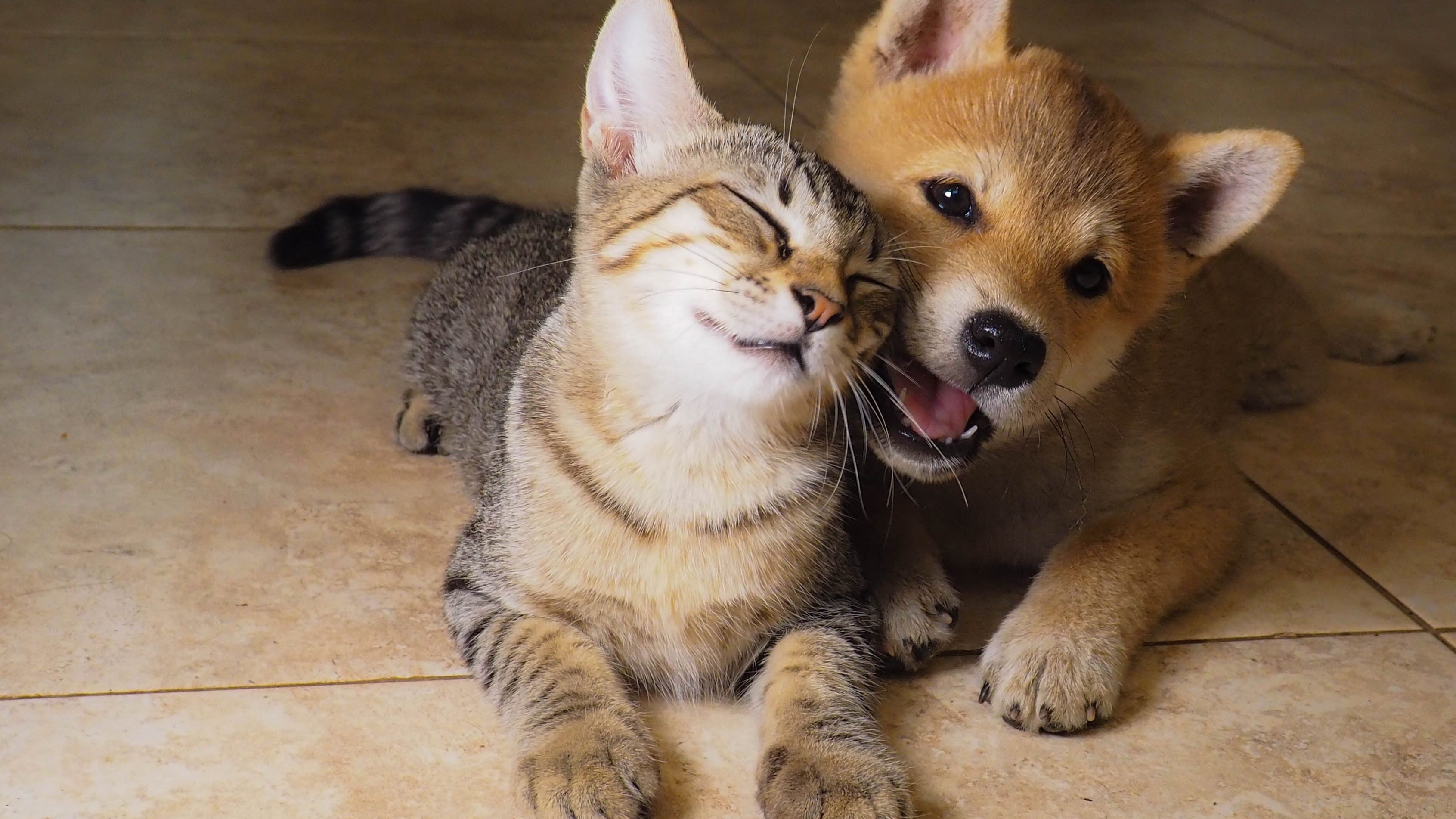 Ask the Expert: How do we keep our pets safe this holiday season?