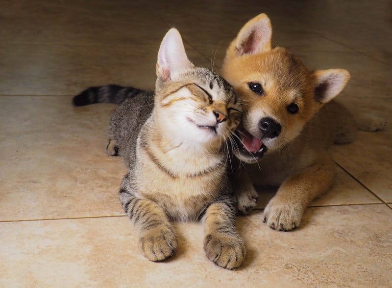 How do we keep our pets safe this holiday season?