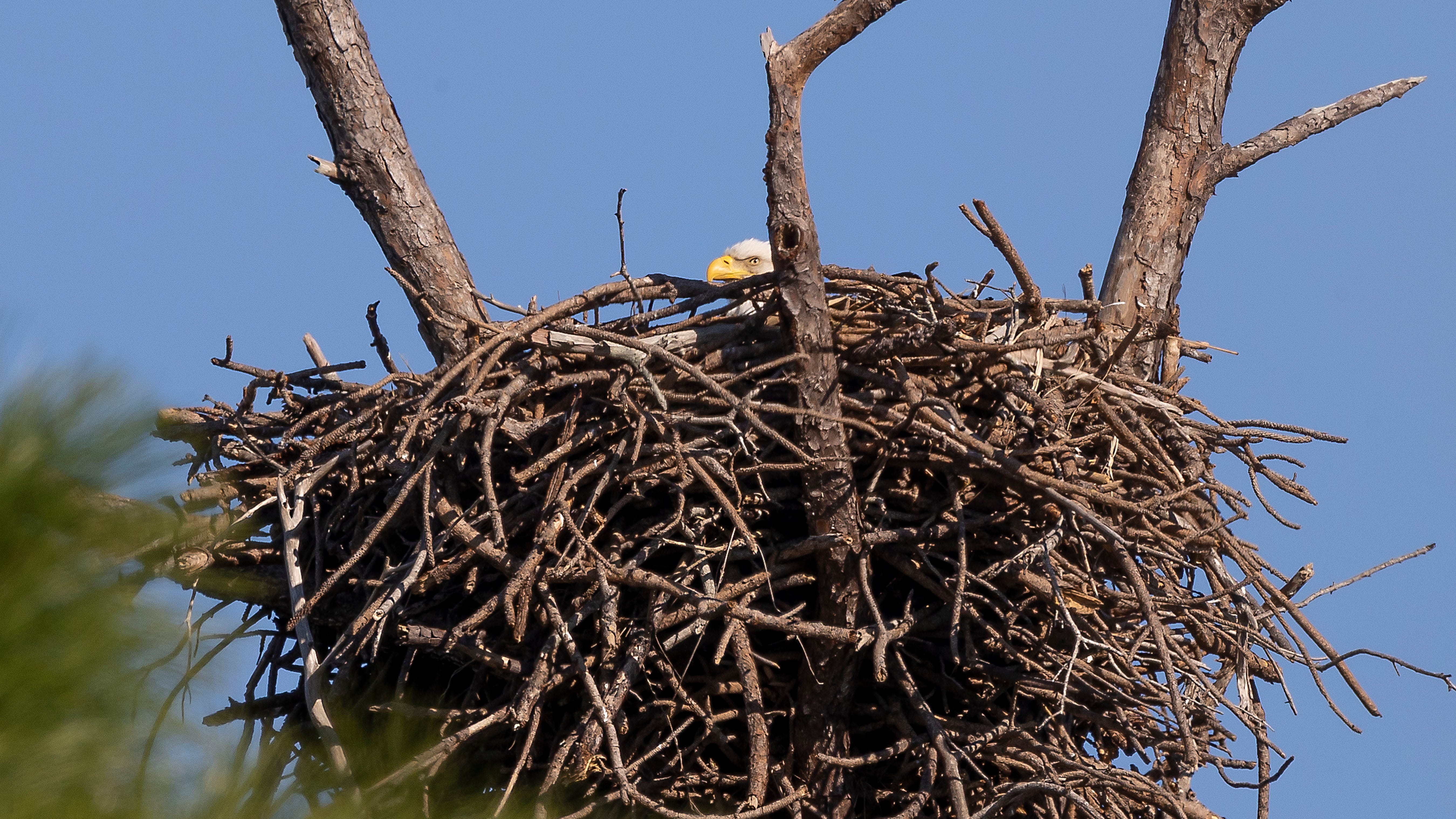 2 bald eagles spotted in Shelby Twp. park; officials believe they're preparing to welcome eaglets