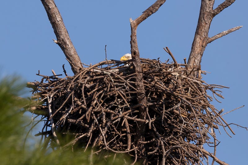 Stock image of eagle in nest
