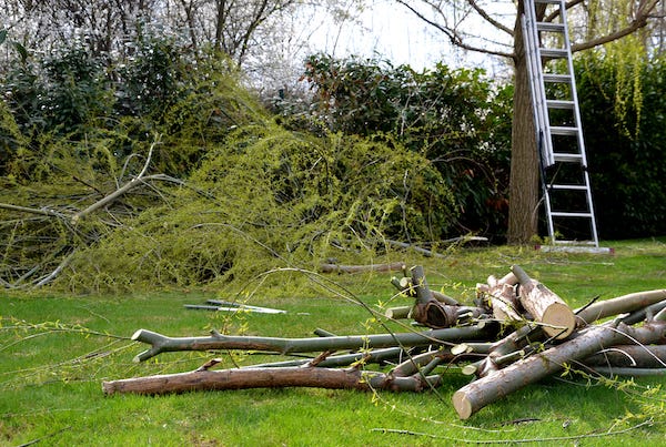 Tree branch trimmings on lawn in front of ladder