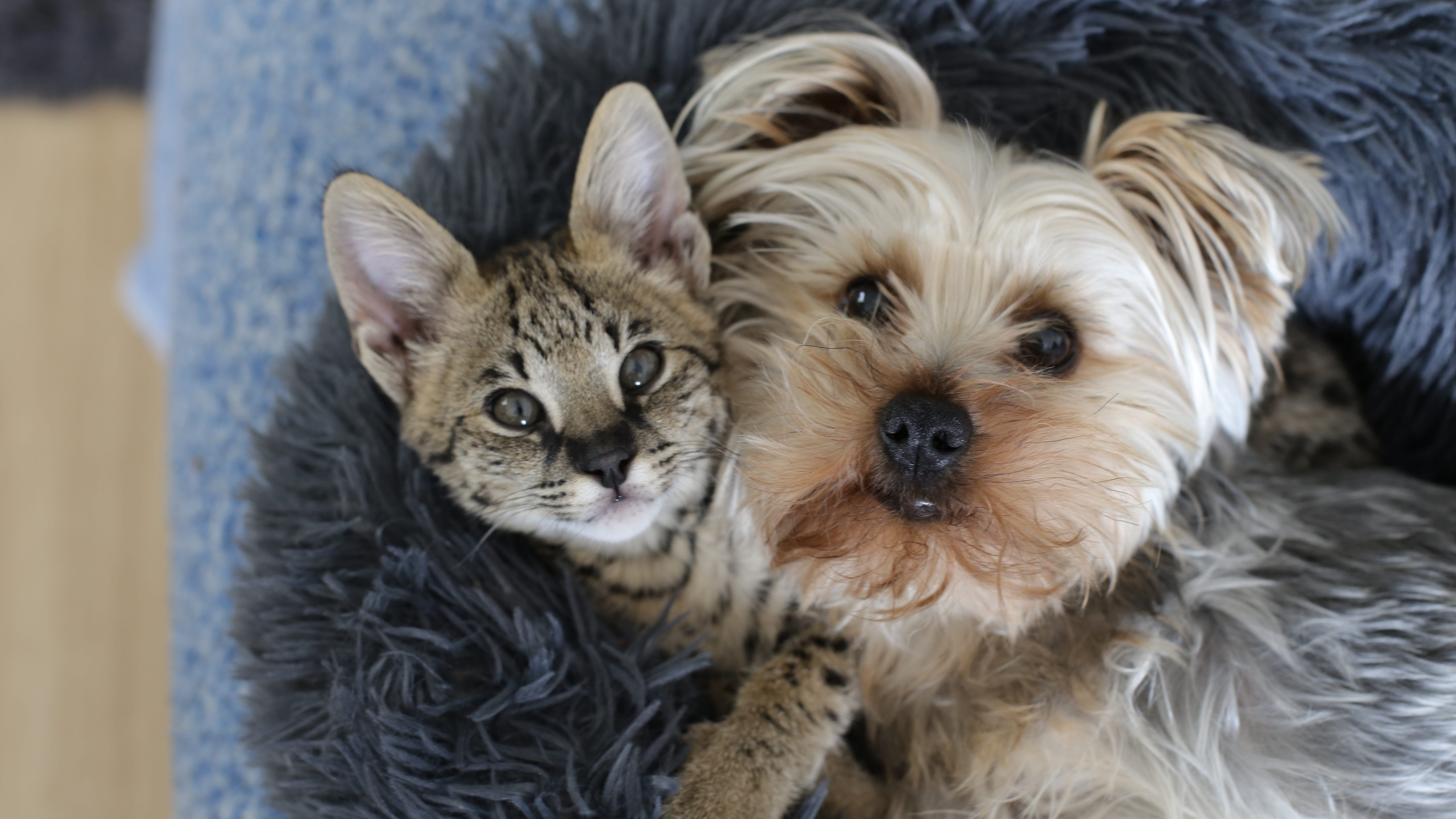 Free mobile animal clinic returns to Camden