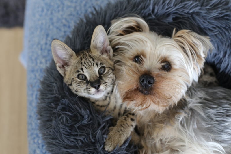 Cat and dog together