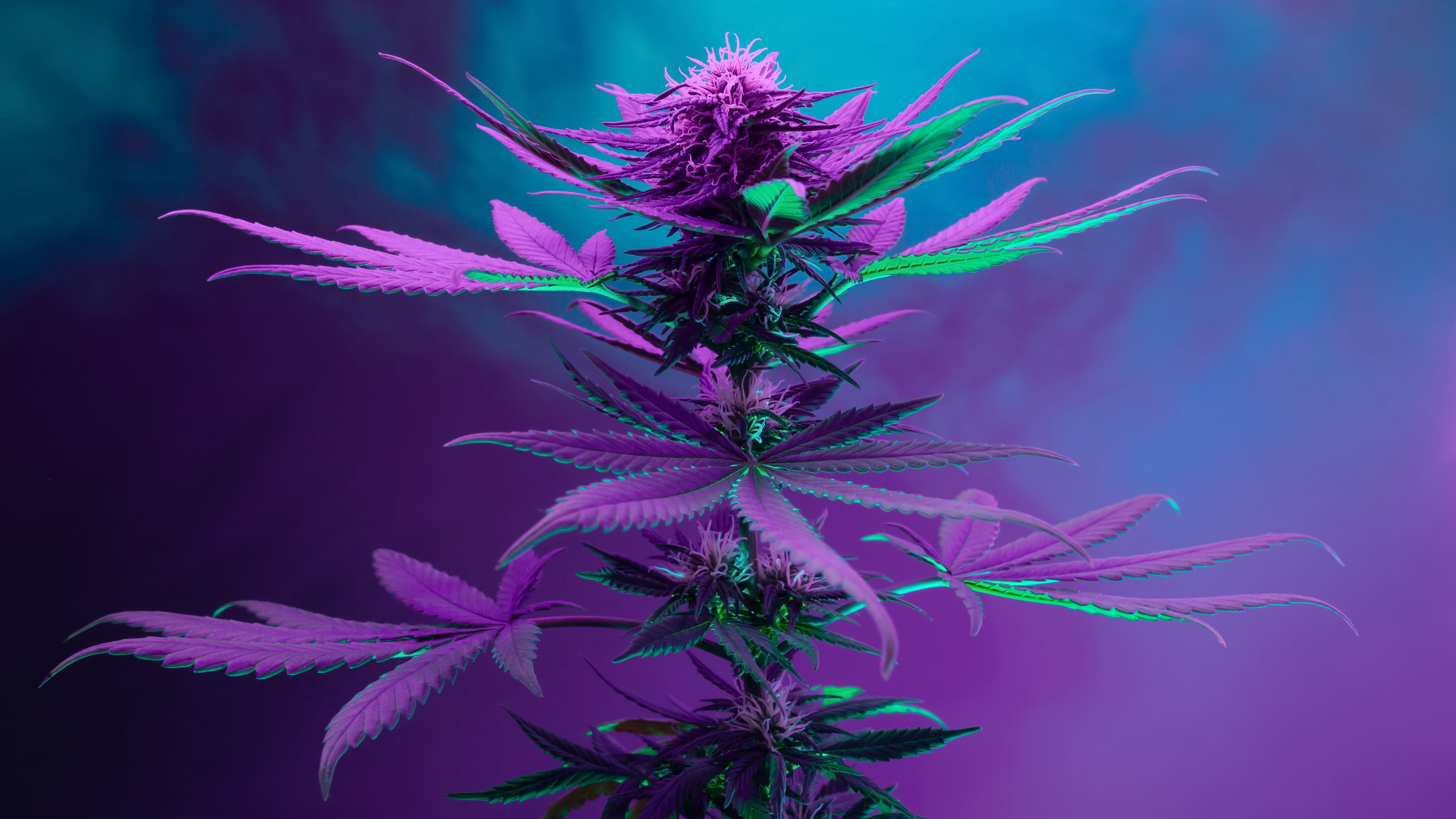 Recreational marijuana has support in Missouri — but it's not widespread