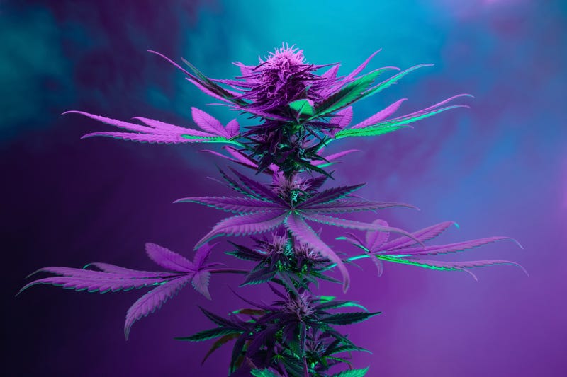 weed plant in nice purple light