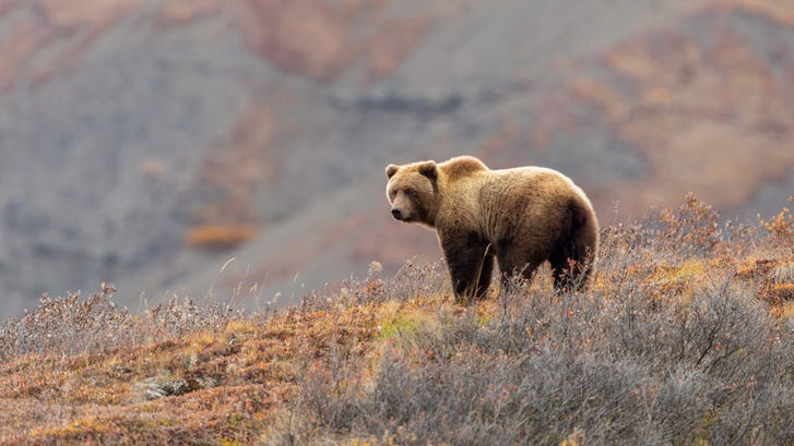 Father and son sentenced for killing Grizzly near Yellowstone