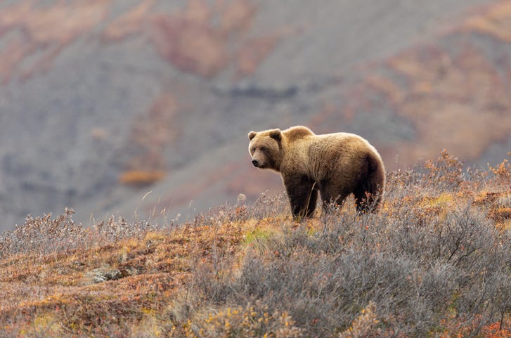 Grizzly bear. 