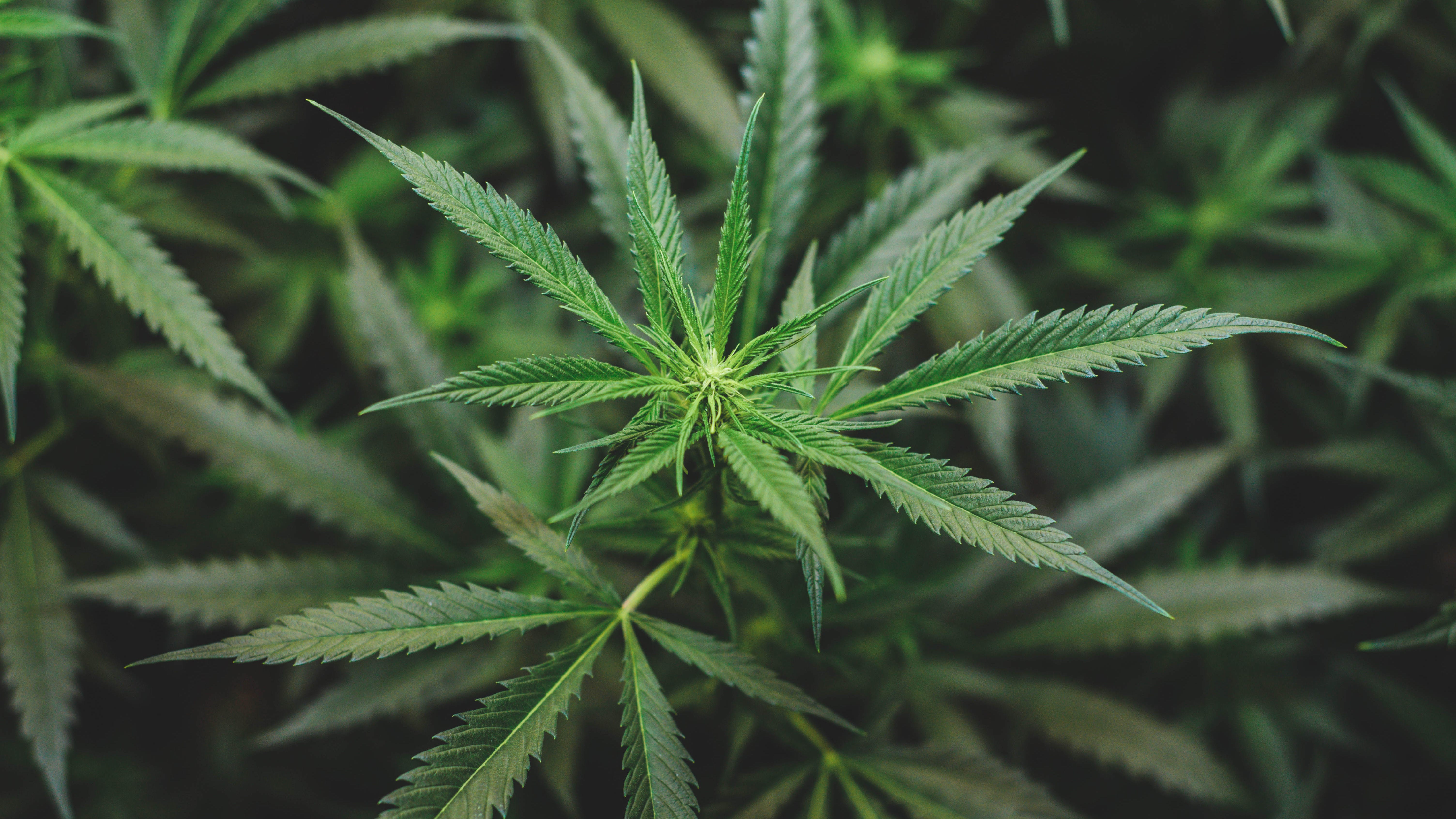 California task force seizes $109M in cannabis, hopes to ‘prop’ up legal sales