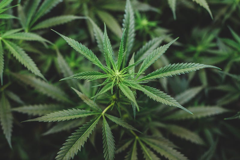 cannabis plants