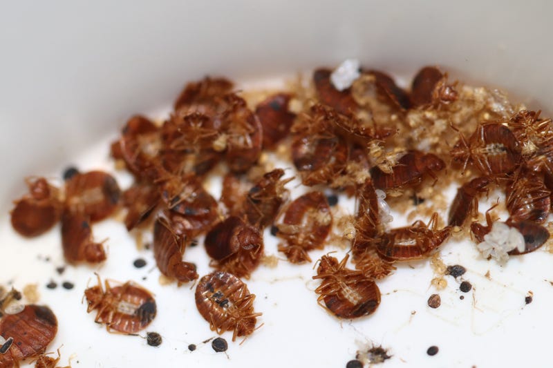 Bed bugs