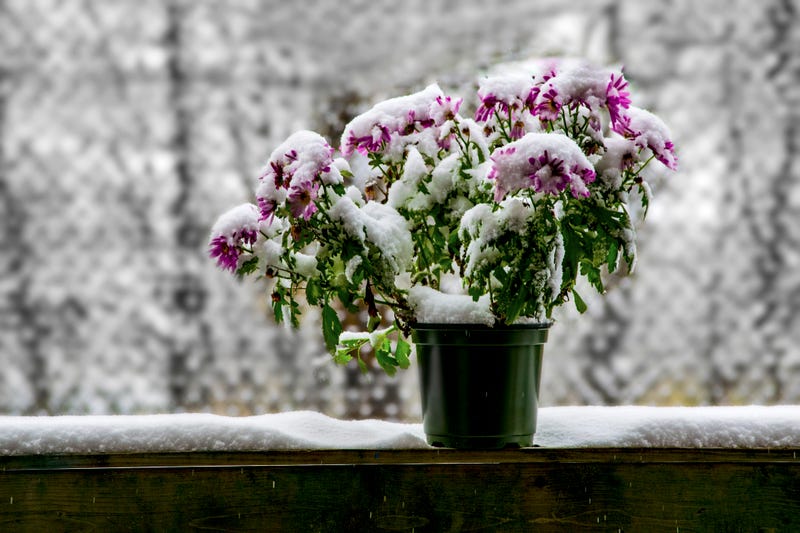 Cold plants