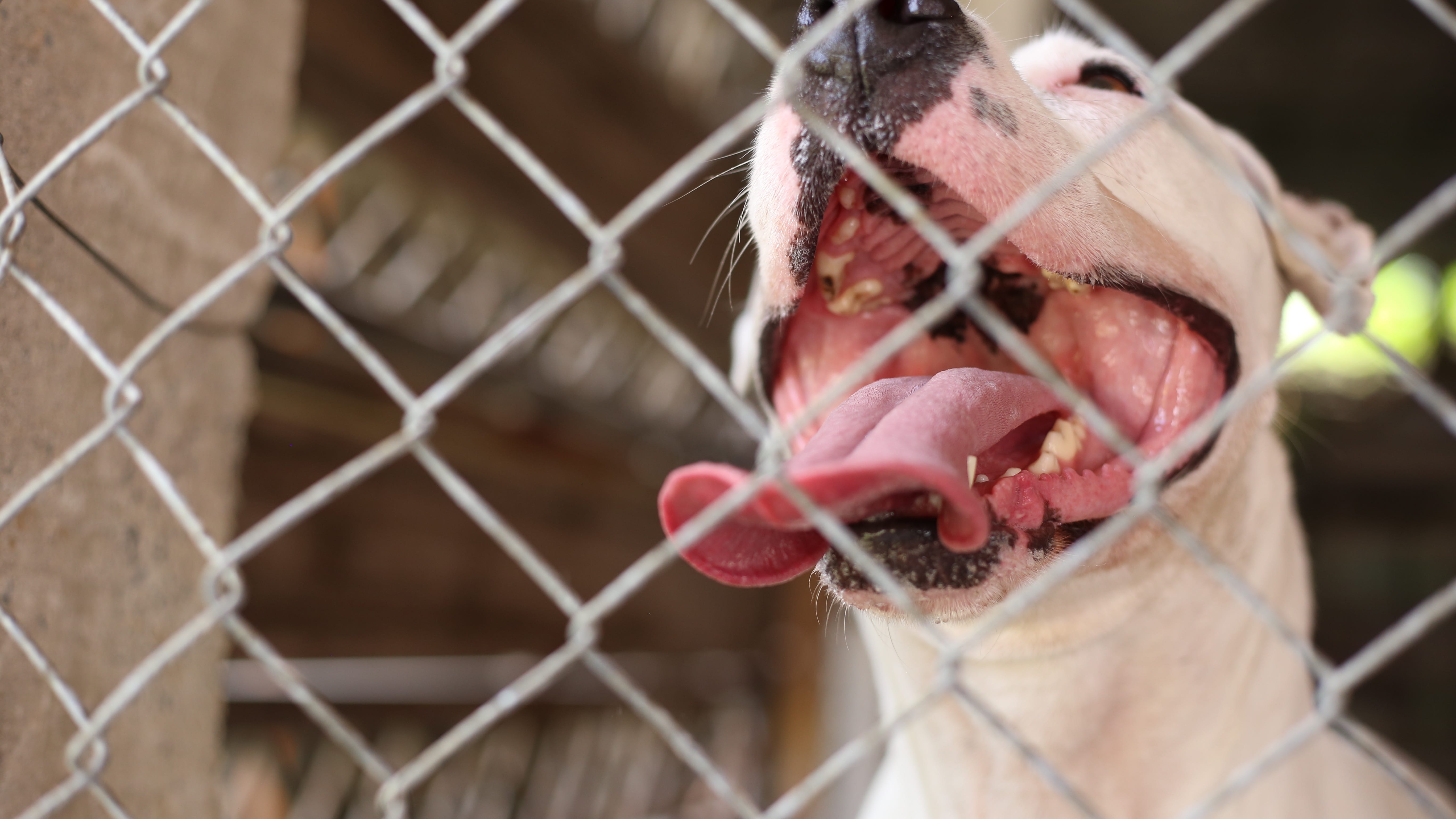 Humane Society of North Texas to hold adoption events this weekend