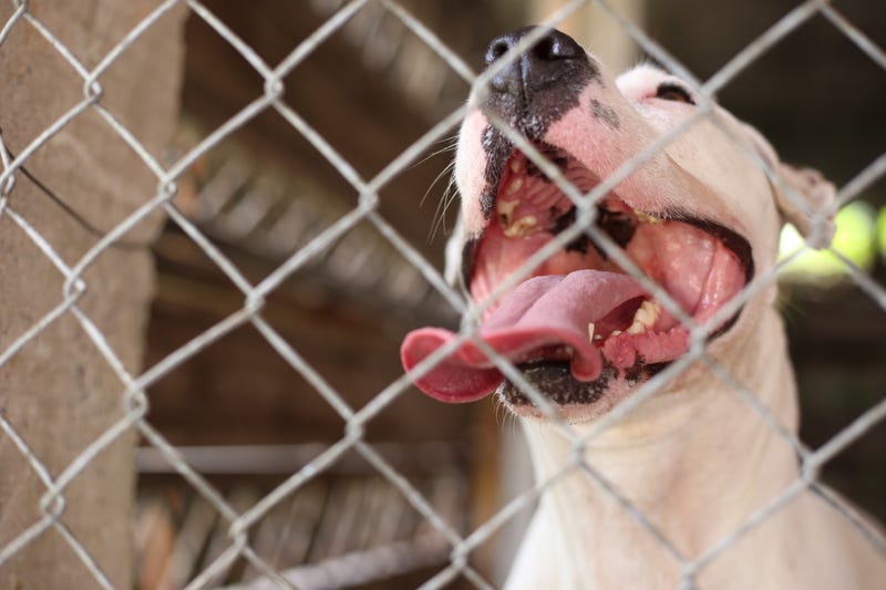 Humane Society of North Texas holding adoption events this weekend
