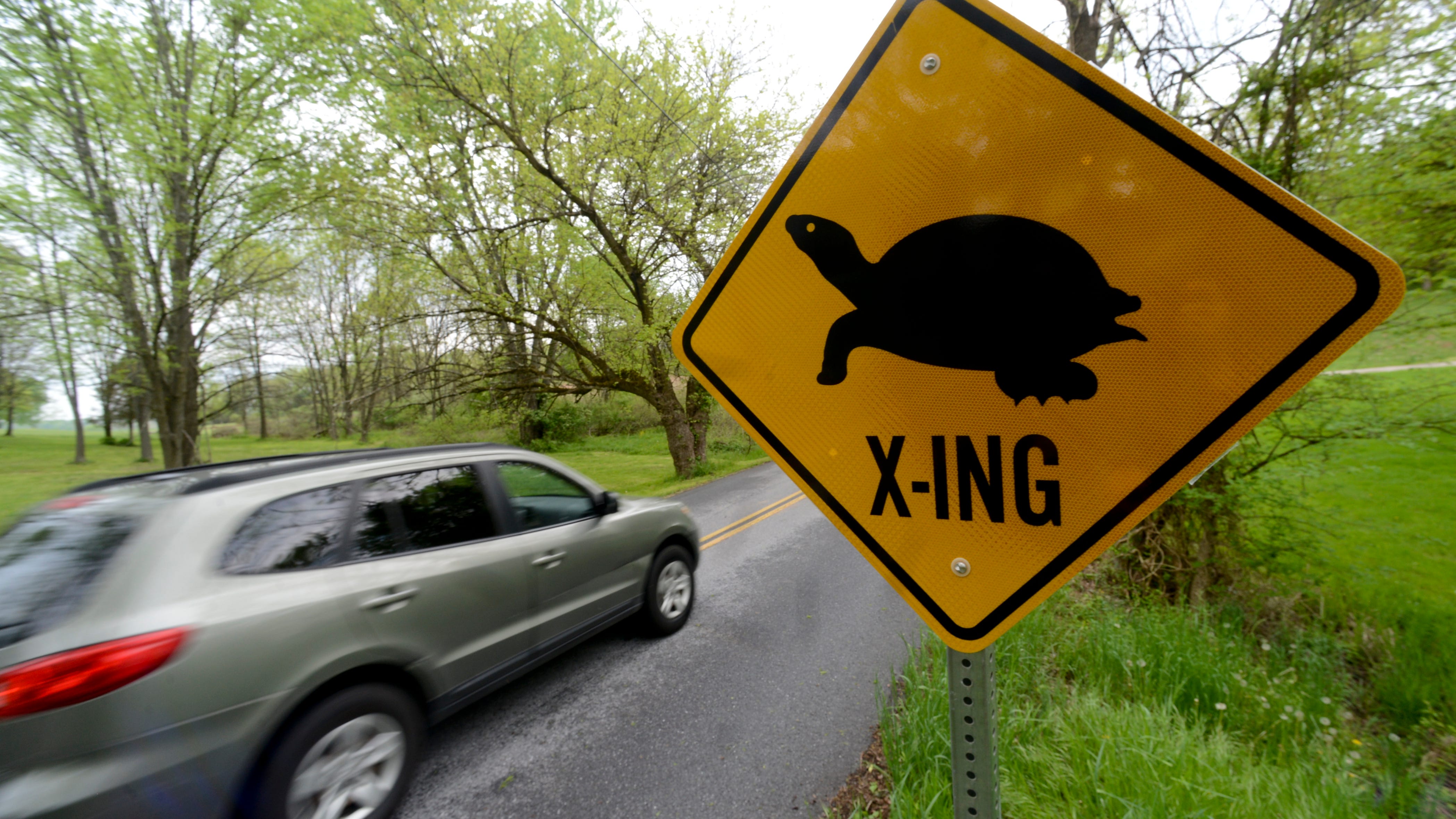Hurry up, slowpoke! Turtle crossing NJ road causes 3-car collision