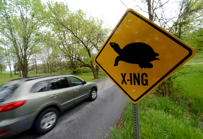 Turtle Crossing Sign