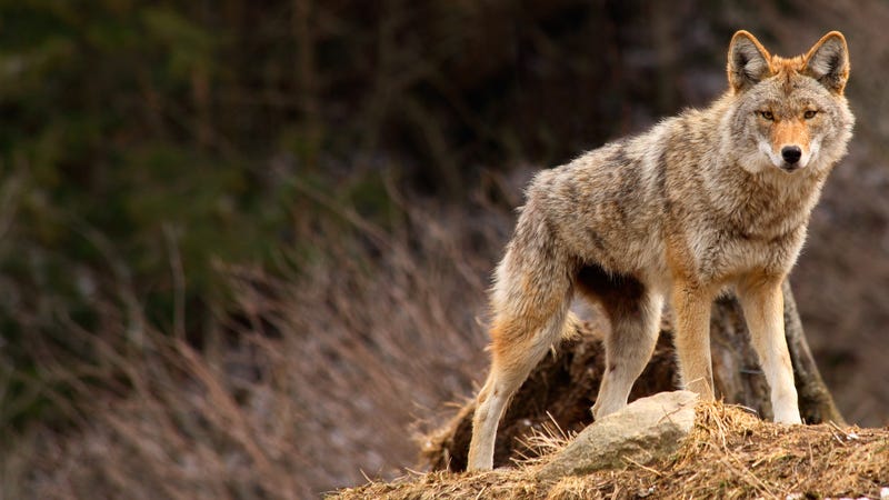 Coyote walks through park