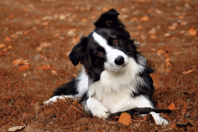 CAL FIRE rescues border collie puppy from fall off Moss Beach cliff.