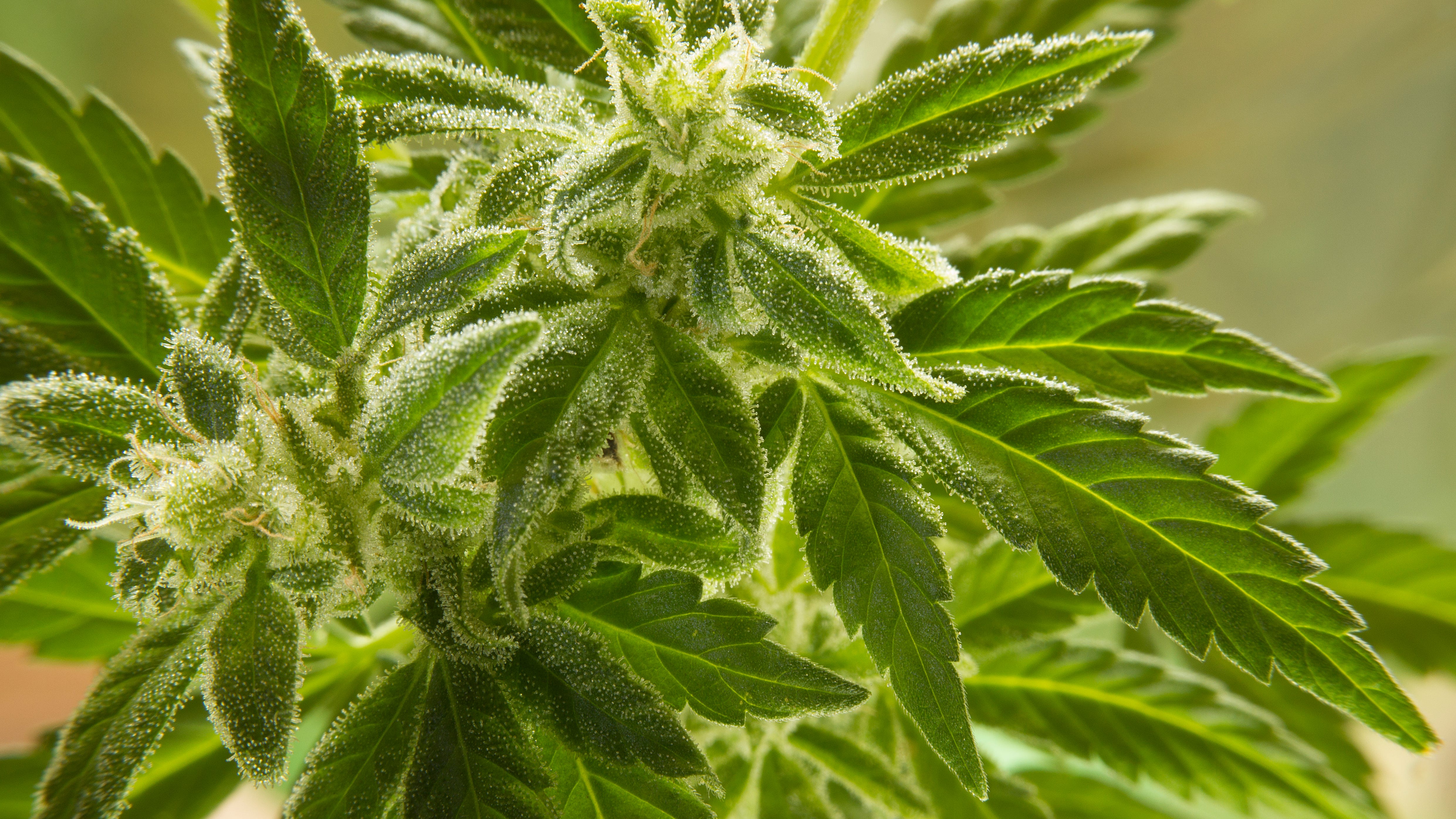 'Pot for Plasma' – Oakland County dispensary giving away free joints to blood donors