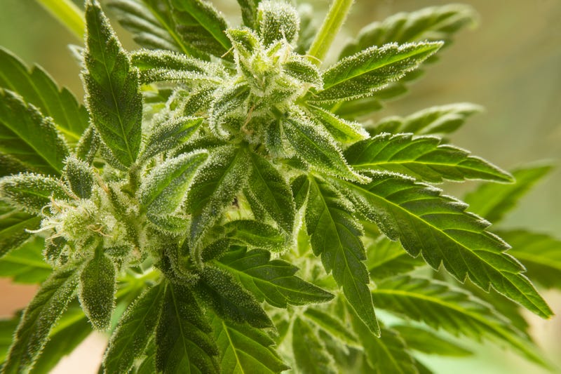 Marijuana plant